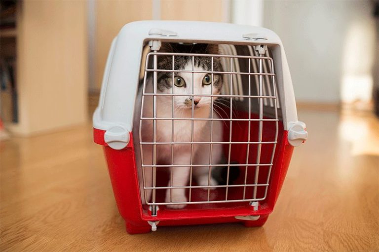 Over ons Angstige kat in auto die een passende katten reismand nodig heeft voor veilig transport naar dierenarts